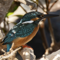 BenHeimensen-Ijsvogel aan Rode Zee