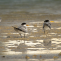 BenHeimensen-Strandvogels El Gouna 8