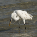 BenHeimensen-kleine zilver reiger aan Rode Zee